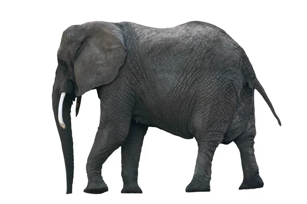 在没有阴影的白色背景上孤立的非洲象的侧视图 — 图库照片