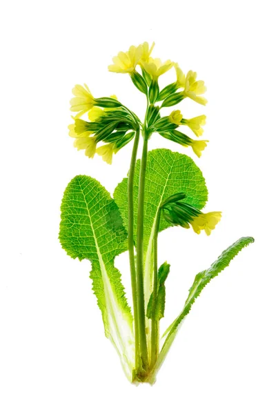 Tidig Vår Blomma Primula Veris Cowslip Isolerad Vit Bakgrund — Stockfoto