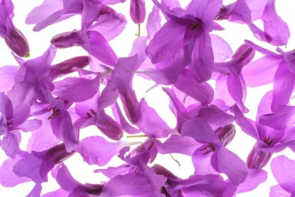 Fondo Floral Abstracto Marco Completo Muchos Pétalos Violetas Frescos Vibrantes — Foto de Stock