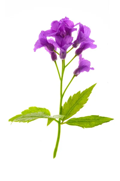 Única Flor Primavera Cedo Uma Anêmona Violeta Isolada Fundo Branco — Fotografia de Stock