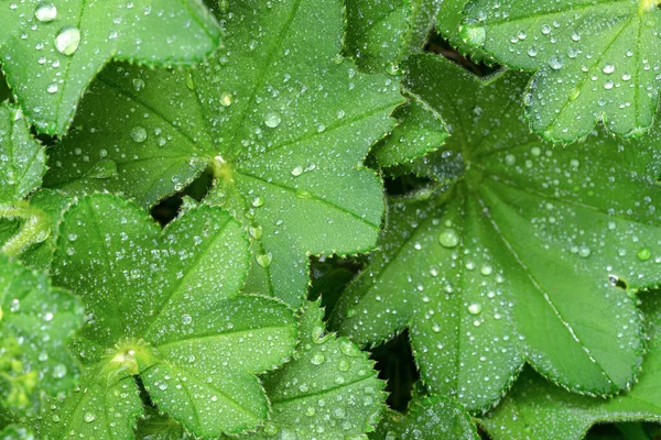 Tam Çerçeve Yeşillik Arkaplan Lady Mantle Alchemilla Mollis Sabah Çiğ — Stok fotoğraf