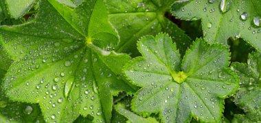Tam çerçeve yeşillik arkaplan - Lady 's Mantle (Alchemilla mollis) sabah çiğ damlalarıyla ayrılır. Yüksek çözünürlüklü resim, Doğa Güzel Tasarım Biçiminde İyileştirmede iç dekorasyon için ideal.