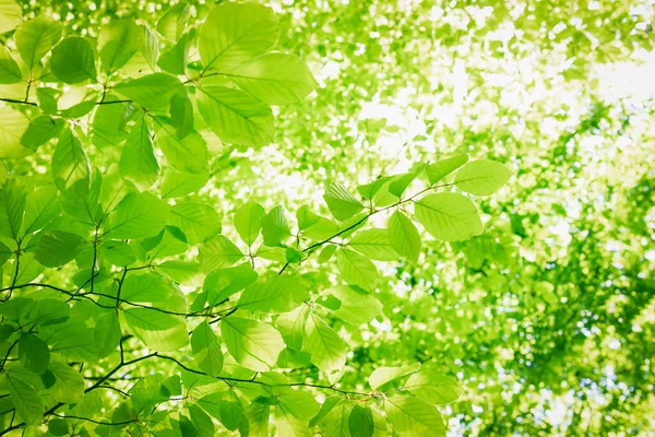 深い太陽のバックライトを持つブナの木の冠に新鮮な緑の葉の完全なフレームの背景 ネイチャーファインアートデザインスタイルによる癒しのインテリアデコレーションに最適な高解像度画像 — ストック写真