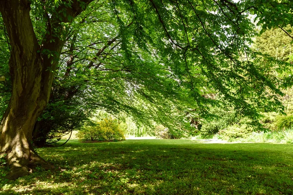 Vieil Arbre Dans Parc Public Par Une Journée Ensoleillée Été — Photo