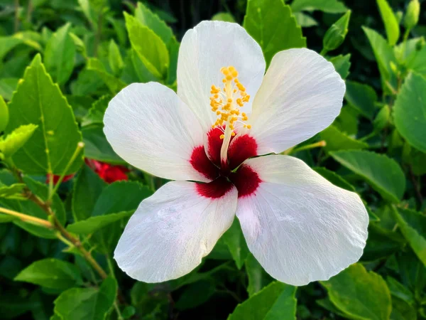 Las Flores Hibisco Blanco Están Floreciendo Maravillosamente — Foto de Stock