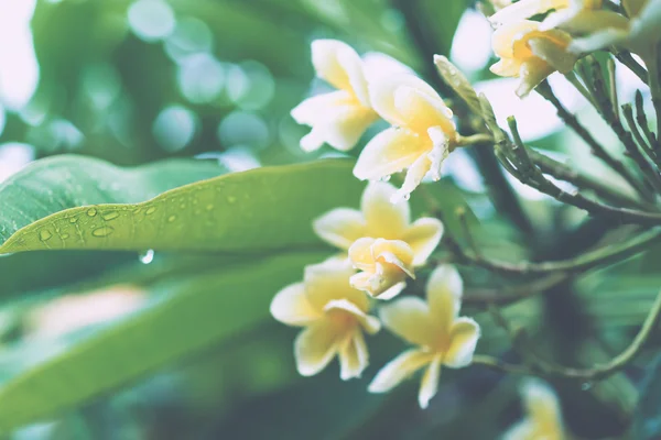 Folhas verdes suculentas com gotas de chuva — Fotografia de Stock