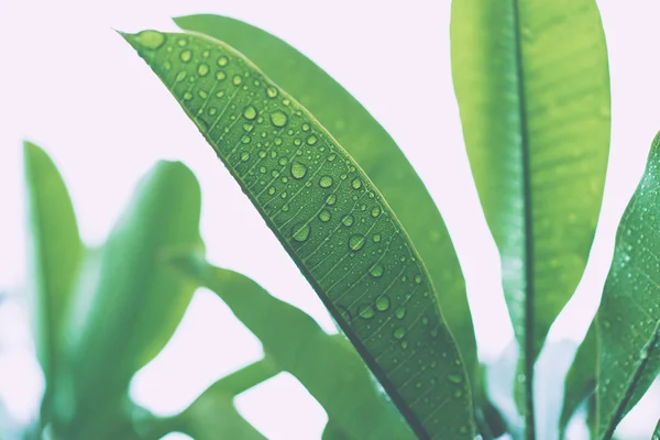 Saftigt gröna blad med droppar av regn — Stockfoto