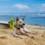 White dog lying on the sand by the ocean.