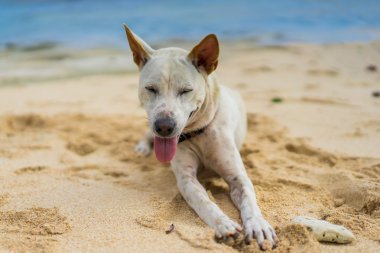  beyaz köpek kum okyanus üzerinde yalan.
