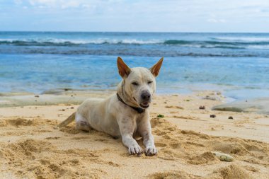  beyaz köpek kum okyanus üzerinde yalan.