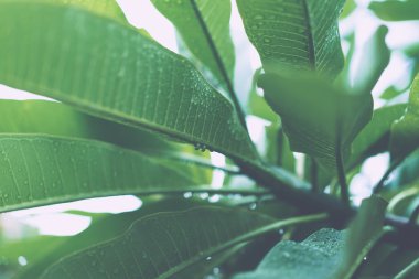 Yağmur damlaları ile sulu yeşil yaprakları 