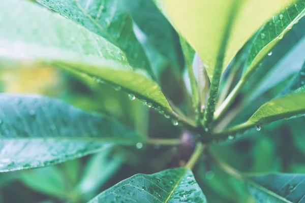 Folhas verdes suculentas com gotas de chuva — Fotografia de Stock