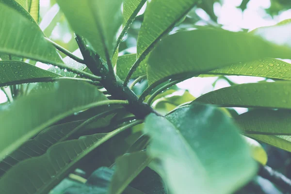 Juicy green leaves with drops of rain — Stock Photo, Image