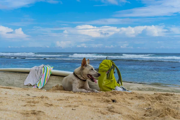 Bílý pes ležící na písku u moře. — Stock fotografie