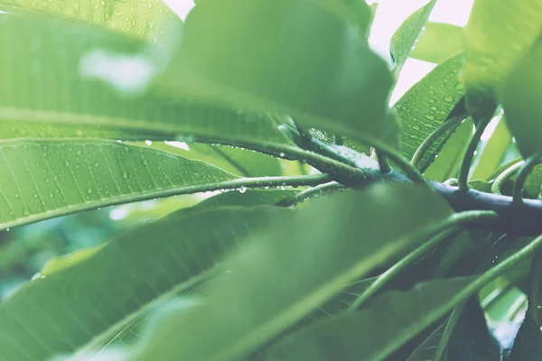雨の滴を持つジューシーな緑の葉 — ストック写真