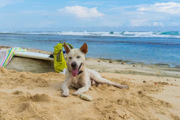 Hvid hund liggende på sandet ved havet . - Stock-foto