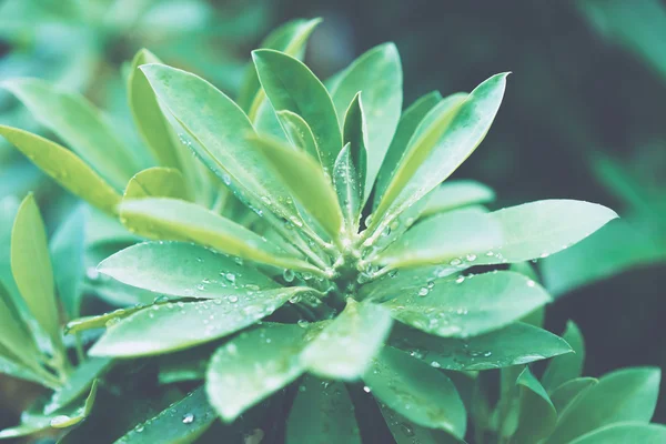 Folhas verdes suculentas com gotas de chuva — Fotografia de Stock