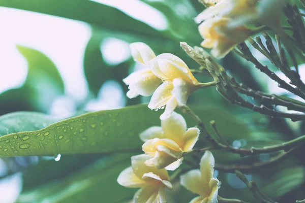 Folhas verdes suculentas com gotas de chuva — Fotografia de Stock