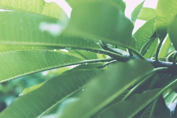 Hojas verdes jugosas con gotas de lluvia —  Fotos de Stock