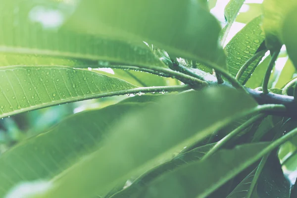 Juicy green leaves with drops of rain — Stock Photo, Image