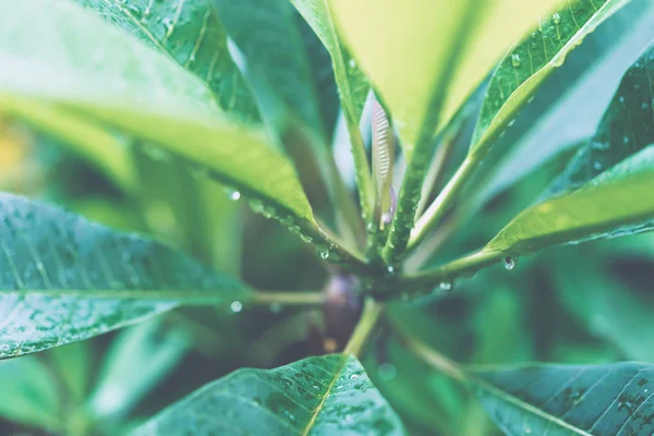 Folhas verdes suculentas com gotas de chuva — Fotografia de Stock