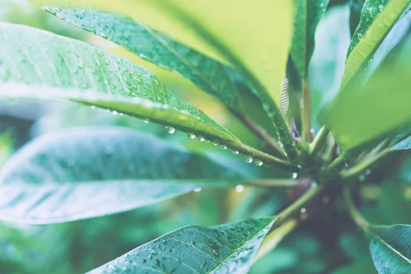 Ζουμερά πράσινα φύλλα με σταγόνες της βροχής — Φωτογραφία Αρχείου