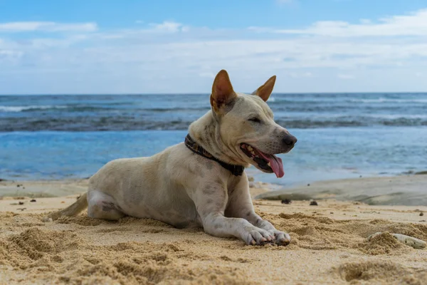 white dog lying on the sand by the ocean.