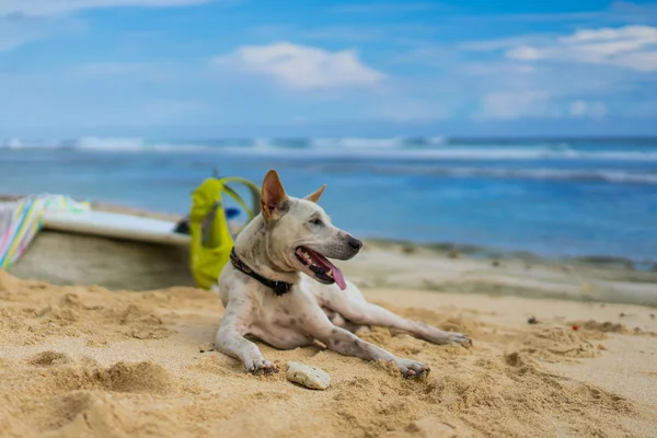  beyaz köpek kum okyanus üzerinde yalan.