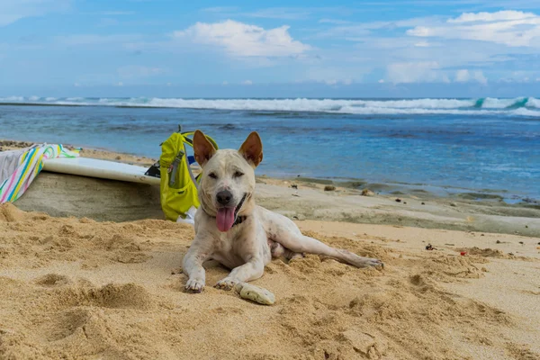 Hvid hund liggende på sandet ved havet . - Stock-foto