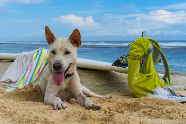 Bílý pes ležící na písku u moře. — Stock fotografie