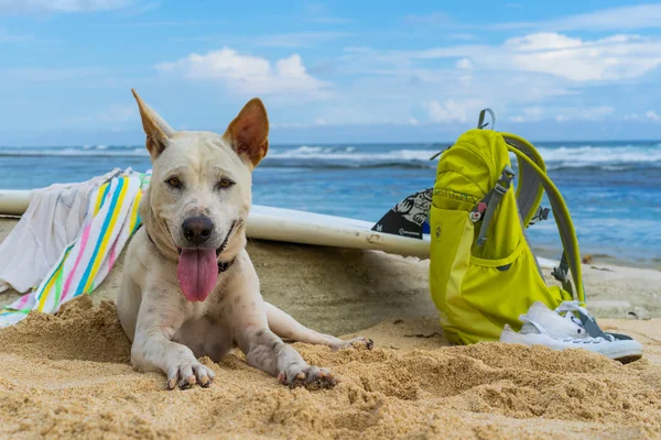 Anjing putih tergeletak di pasir dekat lautan. . — Stok Foto