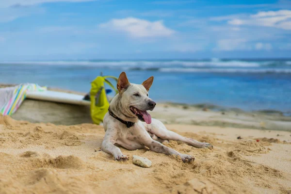 Witte hond liggend op het zand door de Oceaan. — Gratis stockfoto