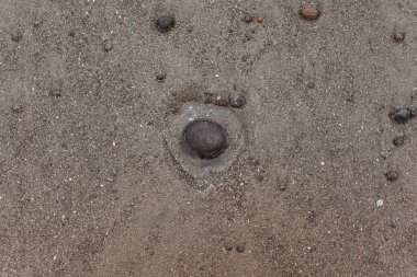 Kumsalda deniz kabukları