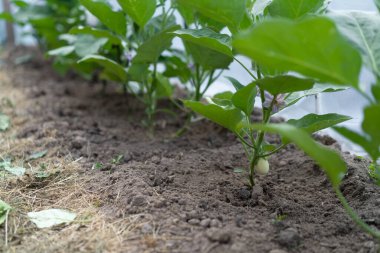 Sebze bahçesinde büyüyen patlıcan, beyaz patlıcan