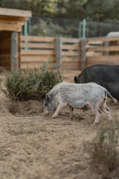 Cerdo Vietnamita Con Cerdas Negras Zoológico — Foto de Stock