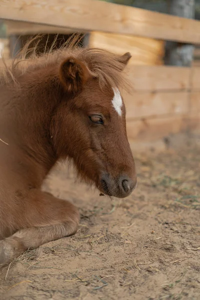 Roodharige Pony Tuin — Stockfoto