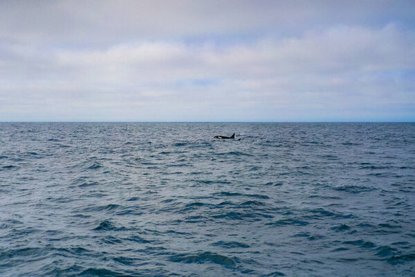 Monterey Bay Whale Watch,