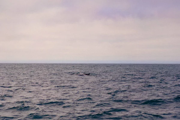 Monterey Bay Whale Watch — Stock Photo, Image
