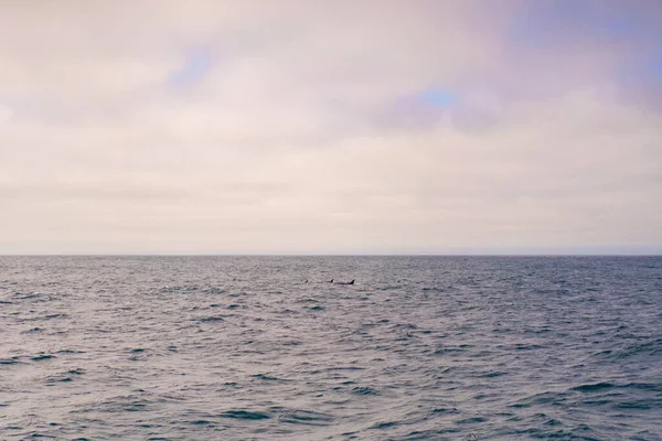 Monterey Bay Whale Watch — Stock Photo, Image