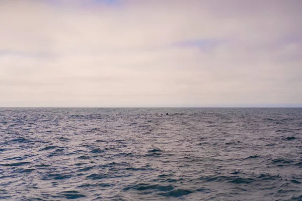 Monterey Bay Walvis Horloge — Stockfoto