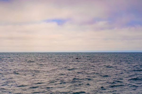 Monterey Bay Observation Des Baleines — Photo