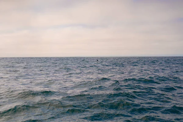 Monterey Bay Walvis Horloge — Stockfoto