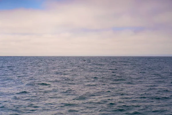 Monterey Bay Observation Des Baleines — Photo