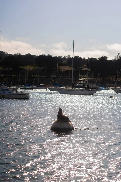 Seal Sea Lions Pier San Francisco — Stock Photo, Image