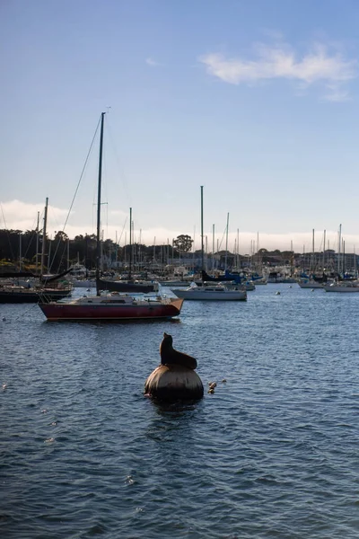 Seal Sea Lions Pier San Francisco — Stock Photo, Image