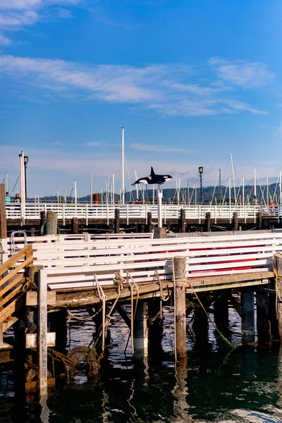 Seal Sea Lions Pier San Francisco Beautify — Stock Photo, Image