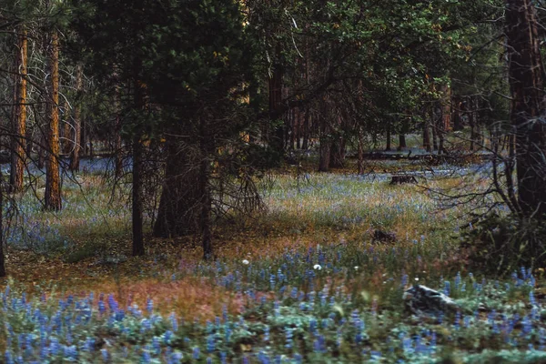 Ліс Долині Йосеміті — стокове фото