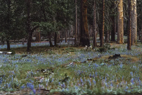 Yosemite Vadisi Ndeki Orman — Stok fotoğraf