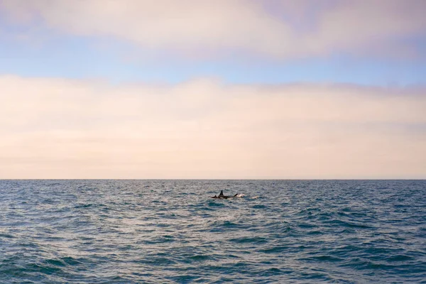 Φάλαινα Του Μόντερεϊ Μπέι — Φωτογραφία Αρχείου