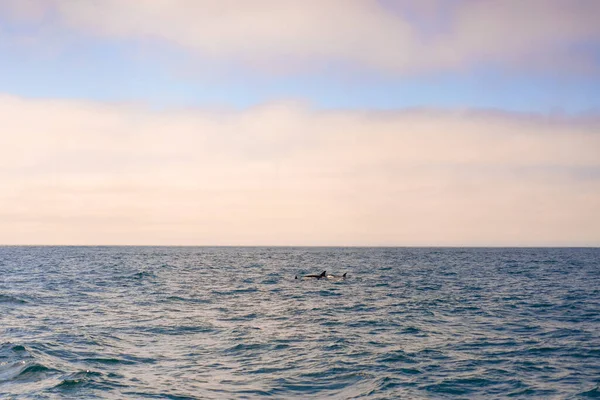 Monterey Bay Walwatch — Stockfoto